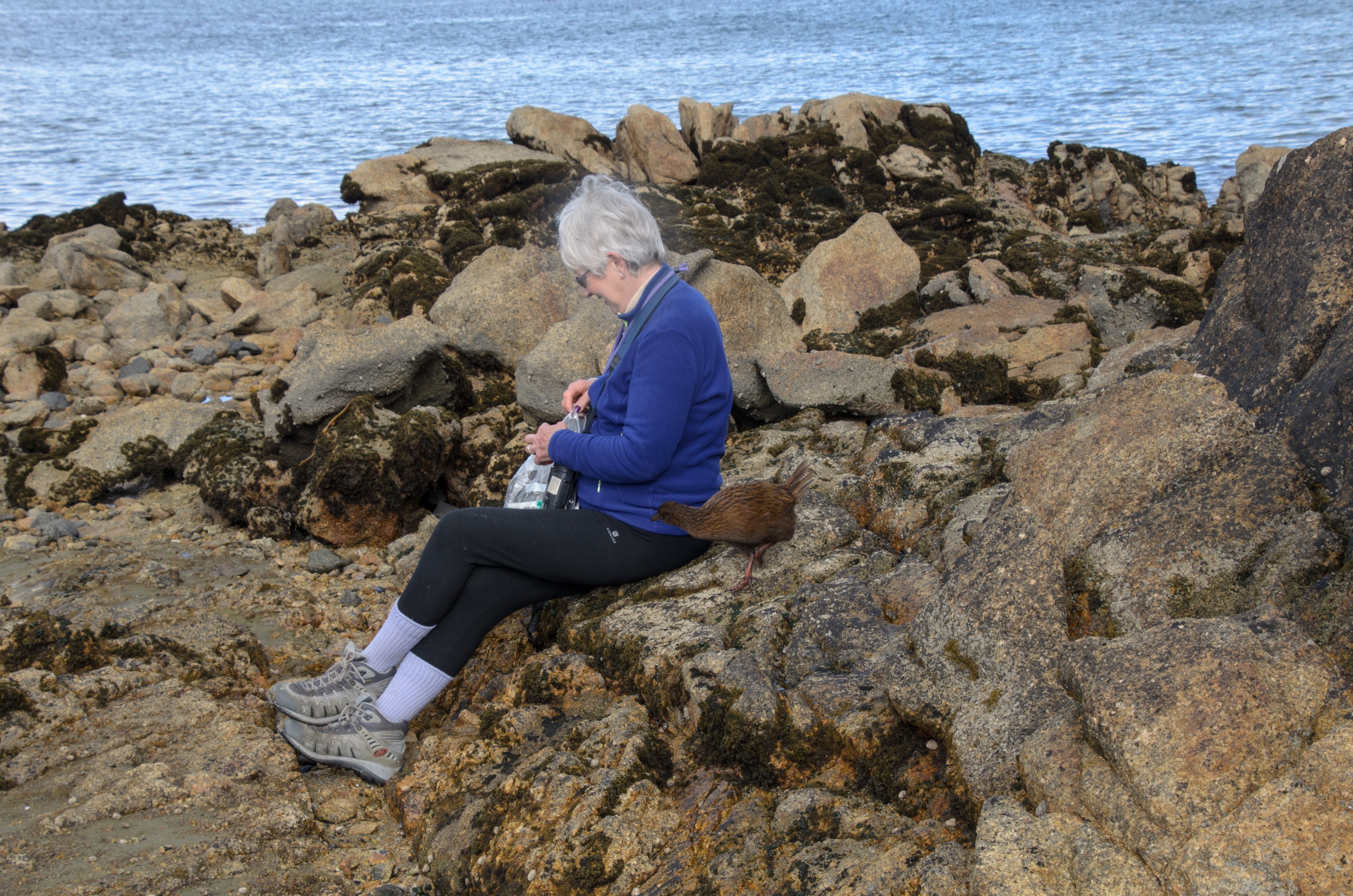 DSC_3243 – Adventure, Crispin, Island, March 2017, National Park, New, New Zealand, Rakiura, South, Stewart, Zealand